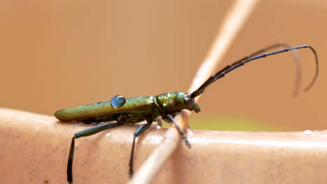 macro shot of insect bug with iridescent green thin body with long antennae