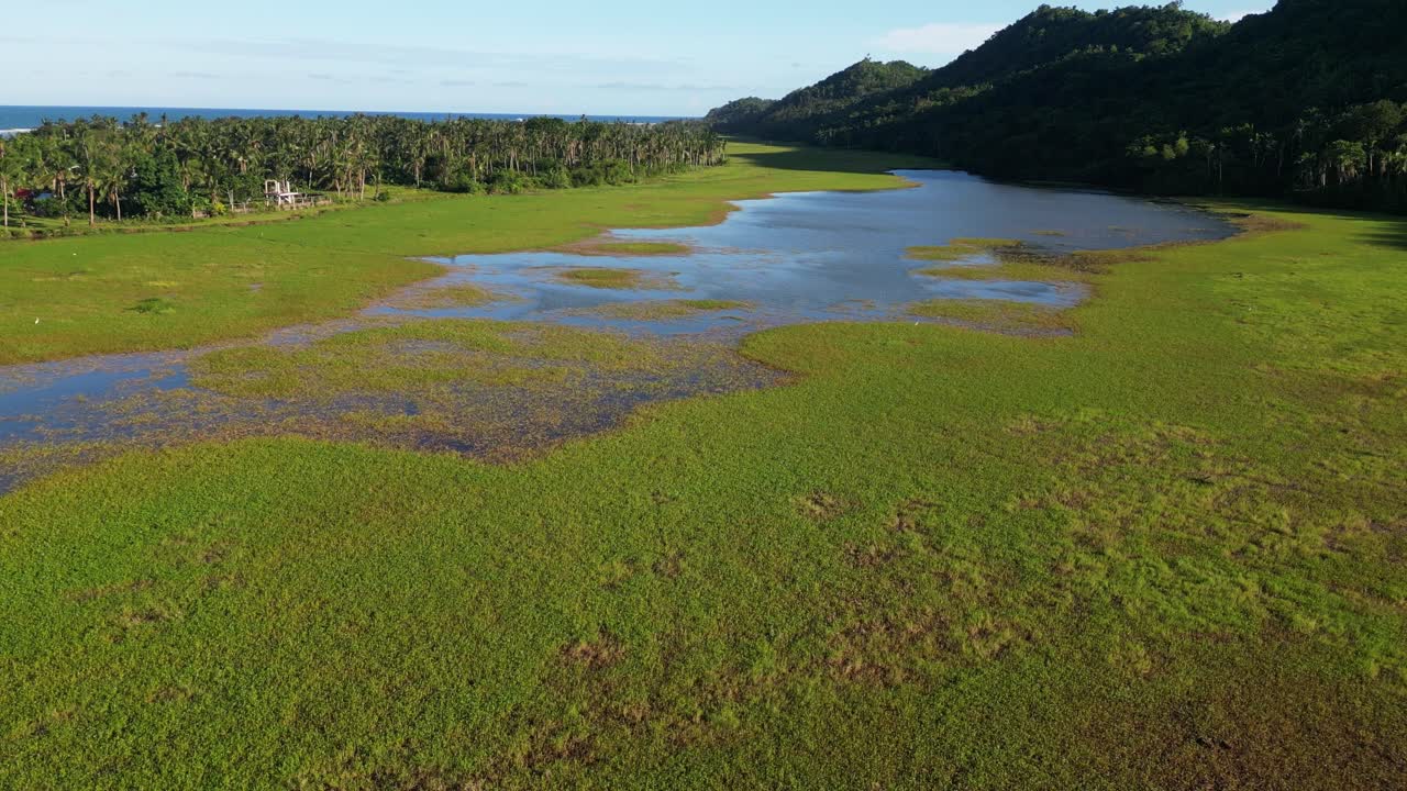 Aerial drone shot of vast mangrove swamp surrounded by lush greenery at tropical island Catanduanes, Philippines.