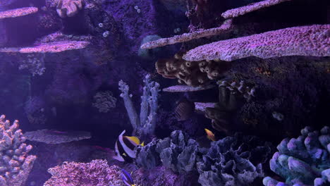 Bunte-Fische-Schwimmen-In-Einem-Aquarium