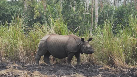 Rhino-Rhinoceros-walking-and-looking-around-on-foggy-day,-grass-and-trees-scenery