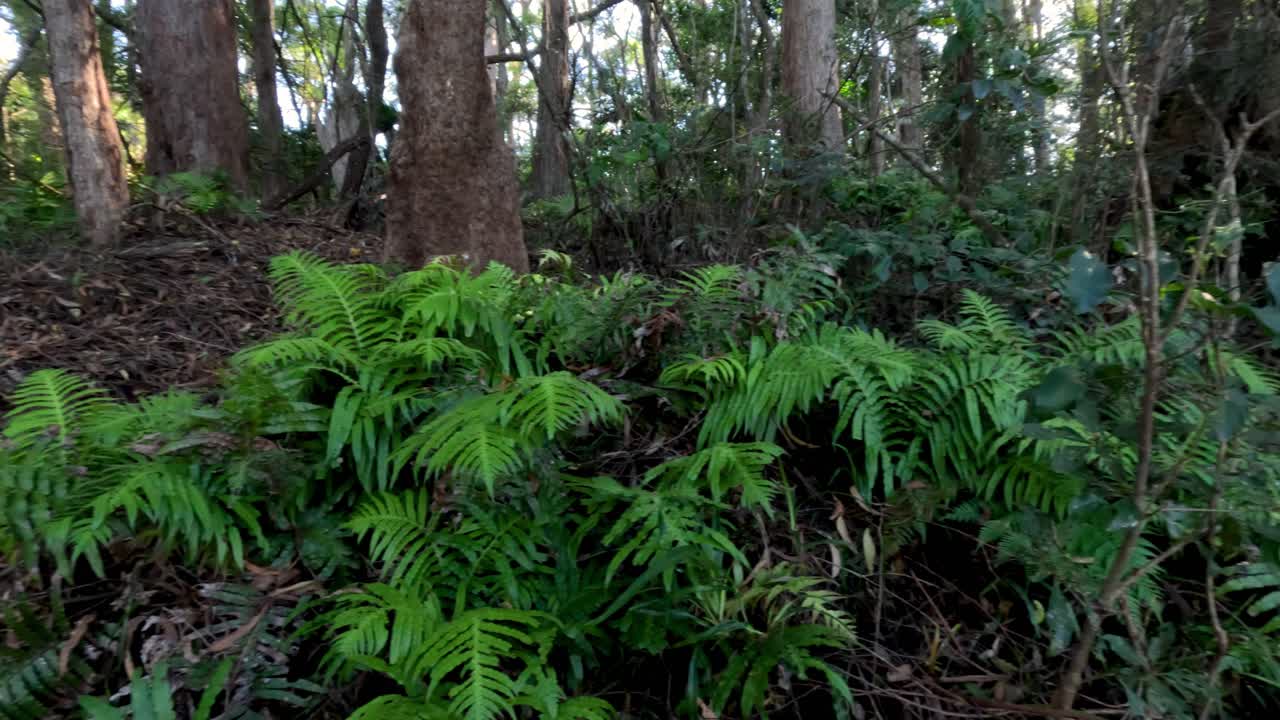 숲 속 의 울불 한 잎자루 와 나무 들