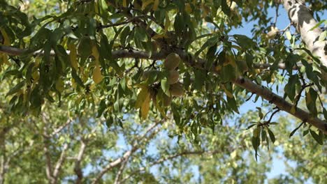 Green-Almond-Leaf