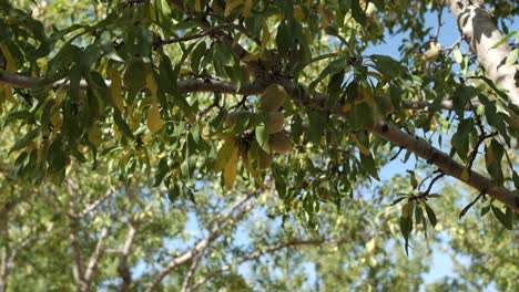 hojas de almendra verde