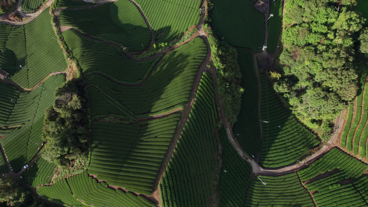 Drone Top down above Kyoto's Scenic Tea Fields Lush Green Terraces Under the Sun