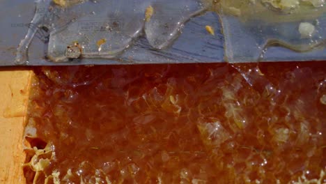 honey droplets from honeycomb when cutting with razor blade