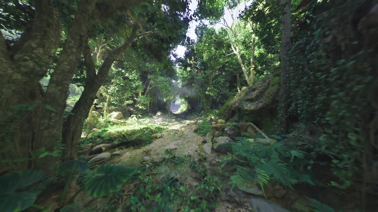 Sentier paisible à travers les arbres ornés de mousse et de pierres éparses