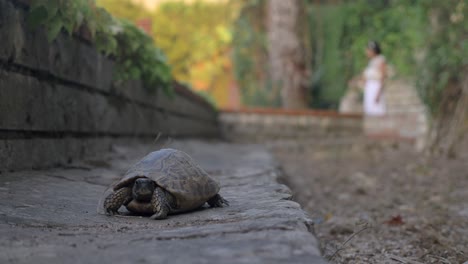 momento único con la tortuga en el jardín, la novia fuera de foco en el fondo