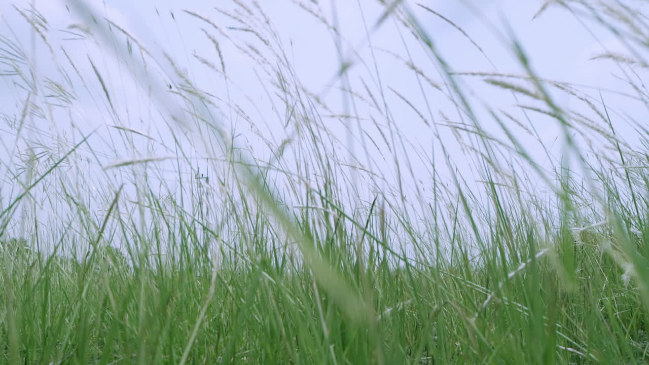 느린 동작으로 바람에 야생 풀의