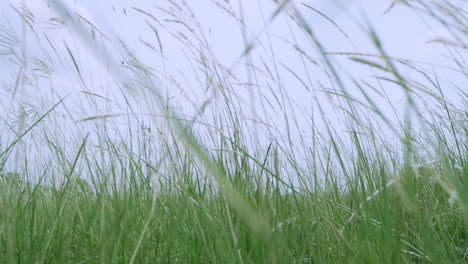 tilt up shot of wild grass in the wind in slow motion