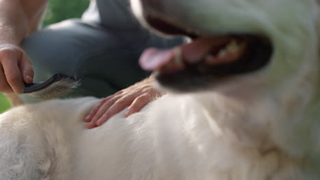 man hand brushing retriever soft fur closeup. happy dog lie with tongue out