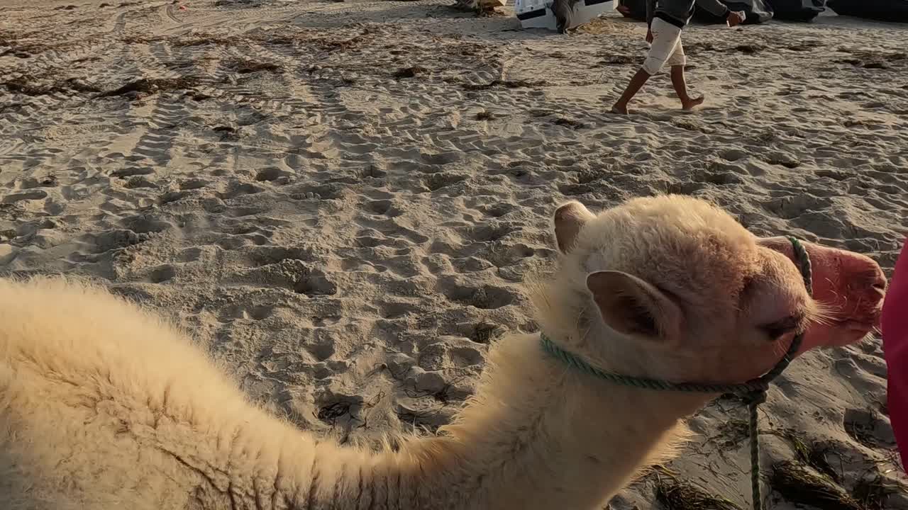 el camello dromedario bebé camina a lo largo de la playa de arena con los turistas siguiendo a la madre atada a ella con una cuerda