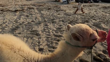 Baby-Kamel-Dromedar-Spaziert-Am-Sandstrand-Entlang,-Während-Touristen-Seiner-Mutter-Folgen,-Die-Mit-Einem-Seil-An-Sie-Gefesselt-Ist