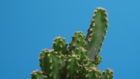 cerca de la planta de cactus castillo de hadas girando a su alrededor en el fondo de la pantalla azul
