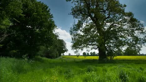 Schöner-Baum-03