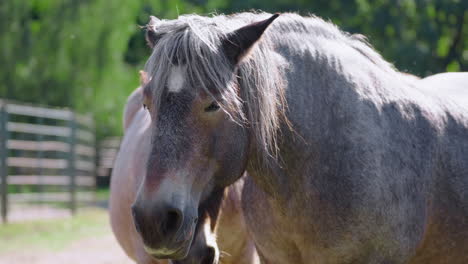 caballos de tiro belgas con la cabeza de cerca de pie en un recinto al aire libre en un parque animal en un día de verano