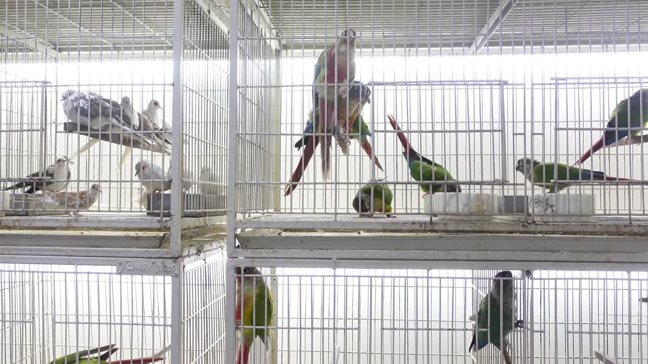 Numerous Birds in Cages at a Pet Shop or Aviary
