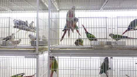 numerous birds in cages at a pet shop or aviary