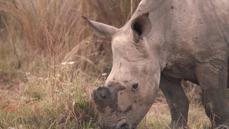 baby white rhinoceros calf grazing on grass in african savannah