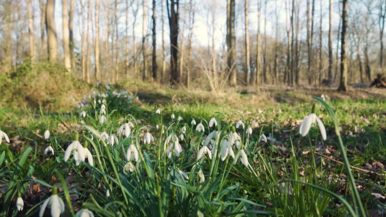 Bucaneve e crochi in una foresta primaverile