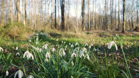 snowdrops and crocuses in a spring forest