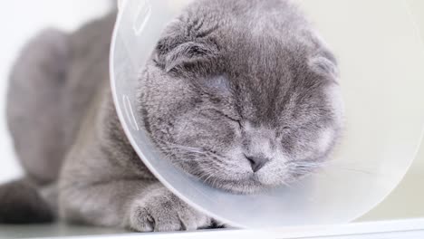 Closeup of a beautiful gray fluffy cat in a veteri 4k 2025 08 05 00 48 19 utc.mov | animal, animals, beautiful, care