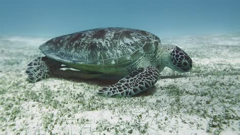 Tortuga-Marina-Verde-Buscando-Comida-A-Lo-Largo-Del-Fondo-Del-Océano-Cubierto-De-Arena