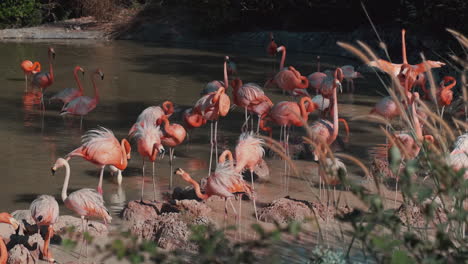 flamencos junto al estanque