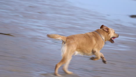 a slow motion shot of a dog running on the beach