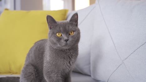 gato británico de pelo corto.