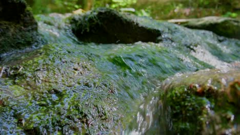 slow forward close up shot of flowing fresh water stream with green alga in slow motion