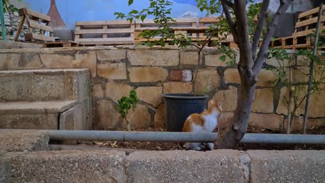 cat in the garden beside a tree