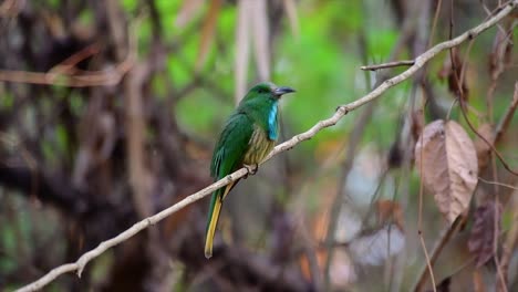 the blue-bearded bee-eater is found in the malayan peninsula including thailand at particular forest clearings