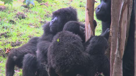 una familia de gorilas de montaña en ruanda
