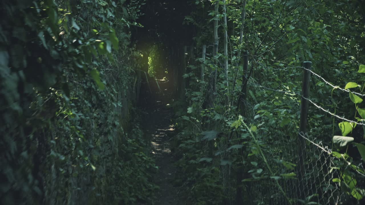 어두운 비밀의 숲, 정글의 길, 황혼의 숲에서 울창한 나무와 식물들을 탐험합니다.