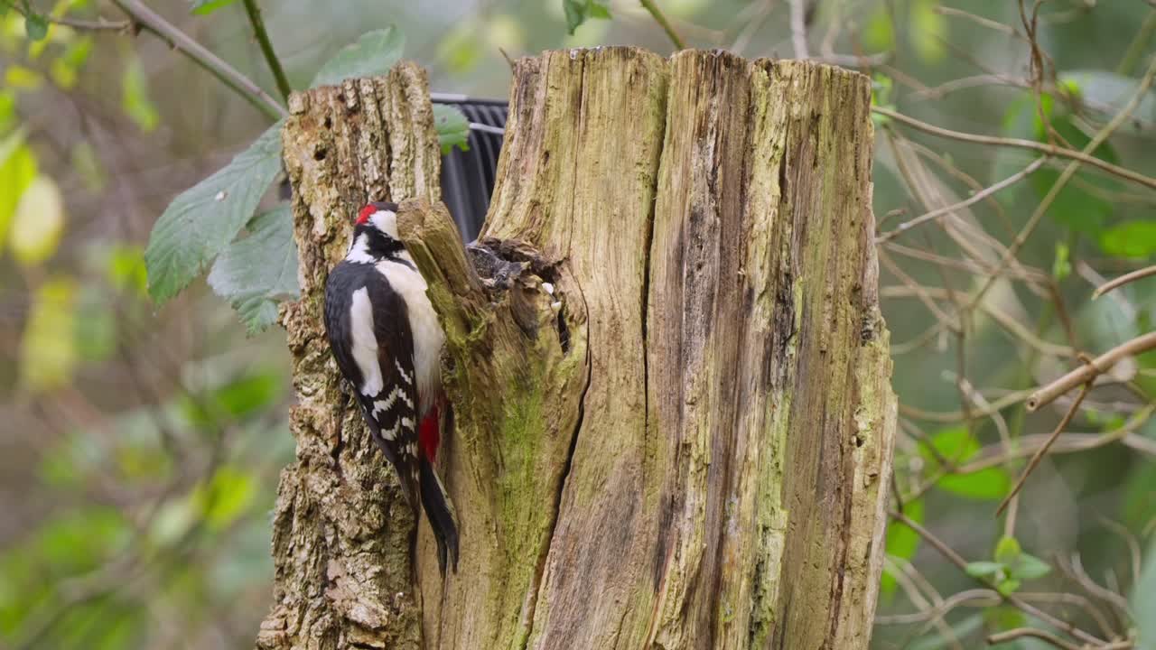 Slow motion of woodpecker shifting slightly while perched on bark, scanning surroundings