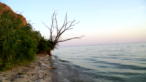 Wellen-Des-Meeres-Und-Ein-Wachsender-Baum-An-Der-Küste