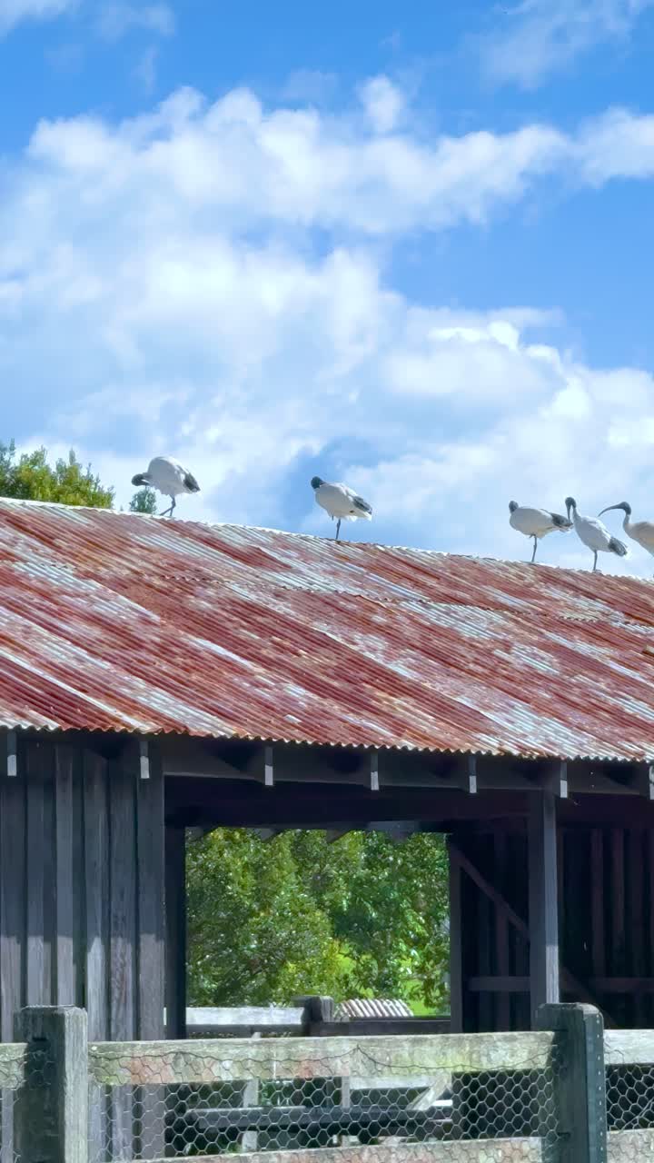 Ibis birds perched on a rusty farm roof under a bright blue sky, captured in Byron Bay, Australia