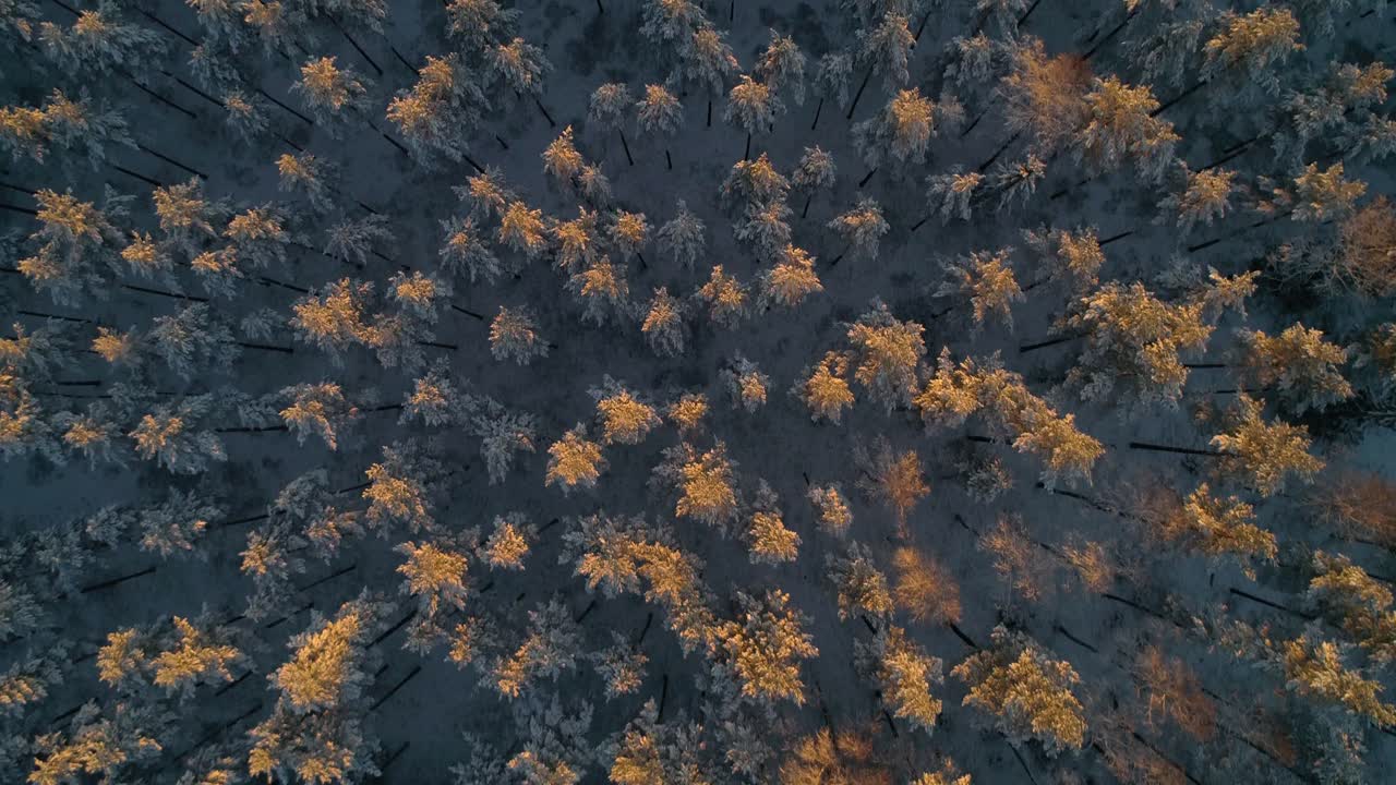 Aerial, birdseye, drone shot, over sun flares, hitting snow covered trees, first snow, on a sunny, autumn evening, in Scandinavia, Finland