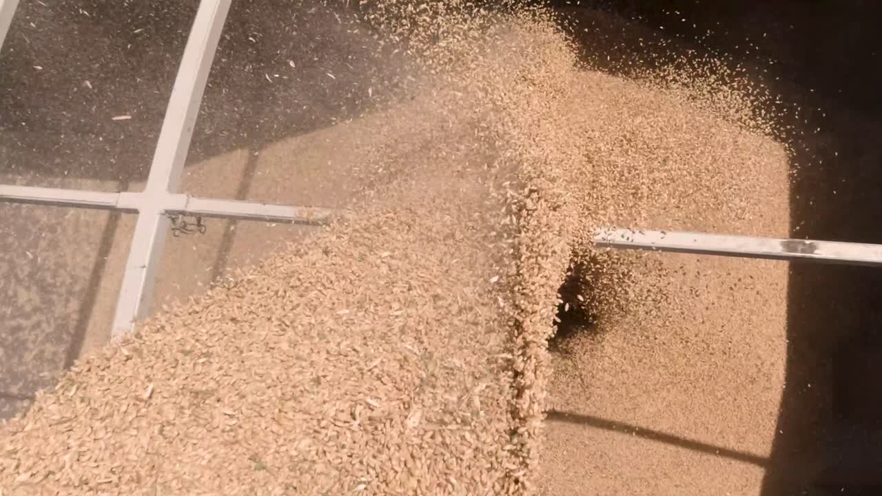 camión de carga con trigo del sinfín de grano