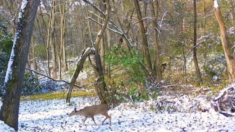 Weißwedelhirschkuh,-Die-Auf-Einer-Schneebedeckten-Lichtung-Eines-Waldgebiets-In-Illinois-Weiden-Lässt