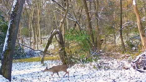 whitetail doe grazing in a snowy clearing of a forested area in illinois