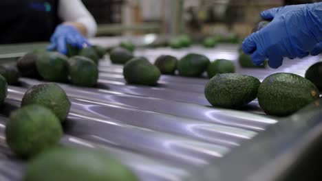 cosechando aguacates a mano en una empacadora en michoacán