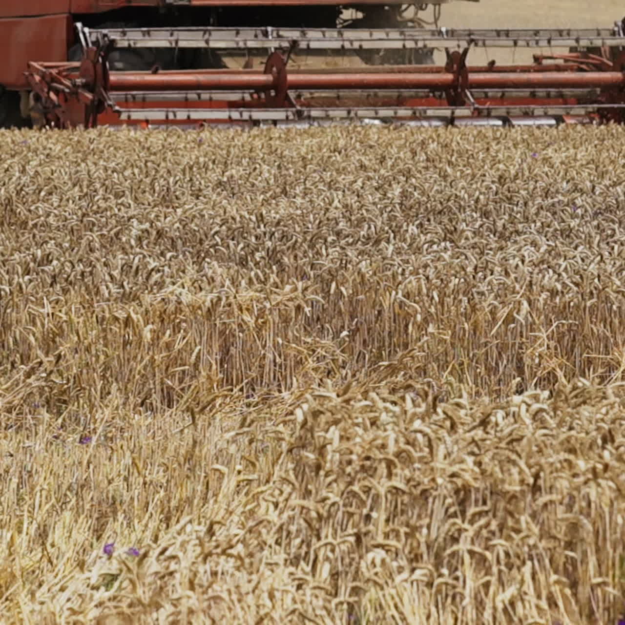 Close-up of golden wheat harvesting by combine machine outdoors. Process of cutting blades of ripe yellow wheat in summer. Agricultural background.