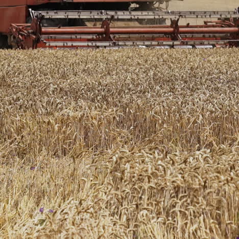 close-up of golden wheat harvesting by combine machine outdoors. process of cutting blades of ripe yellow wheat in summer. agricultural background.