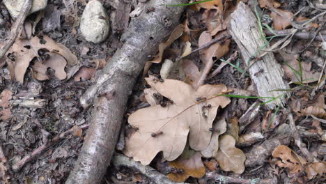 Slow-motion-clip-of-Wood-Ants-crawling-over-forest-floor,-static