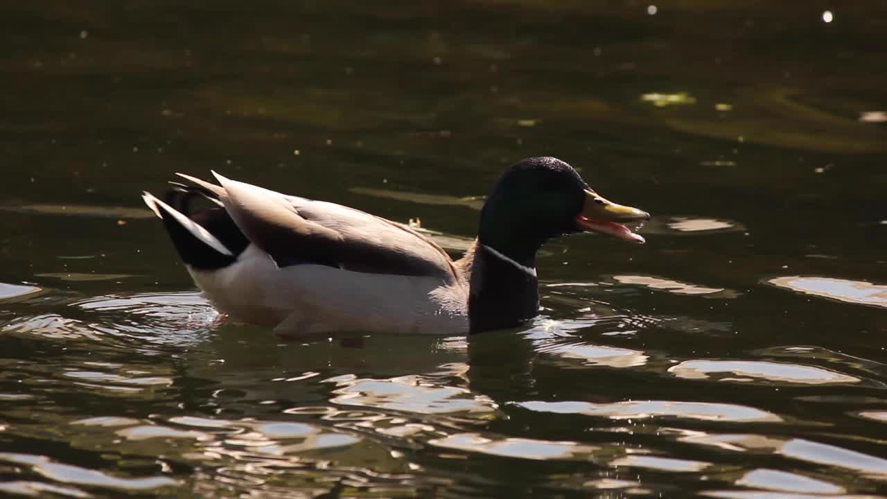 Anatra che beve acqua in un canale