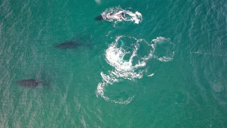 top-down view of humpback whales swimming in the blue sea in nsw, australia. - aerial shot