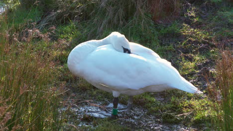 un cisne dormido a finales de la tarde de invierno