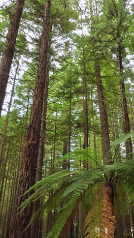 majestic redwood forest: a towering canopy of green
