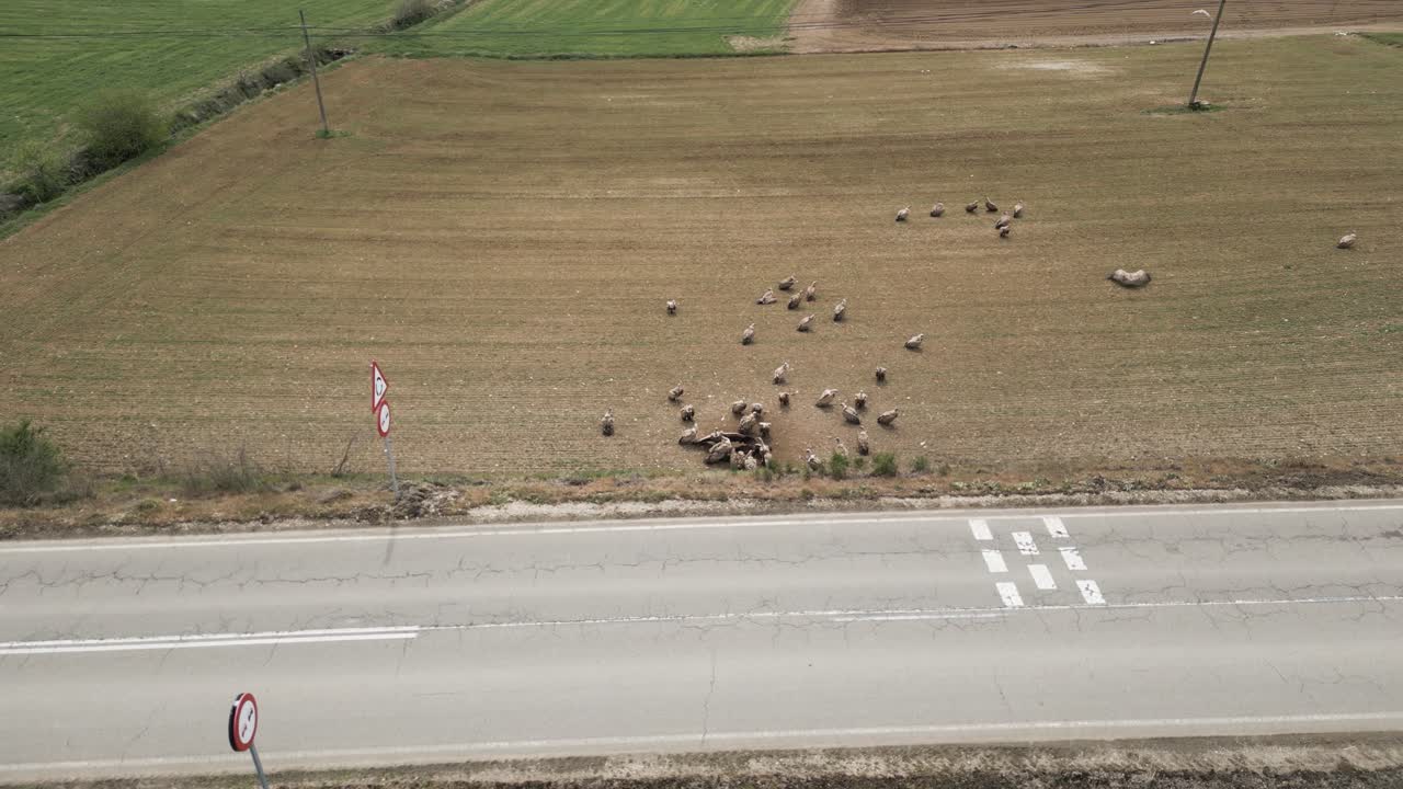 Wild vultures eating prey on ground